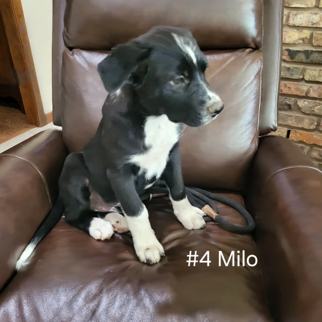 Milo