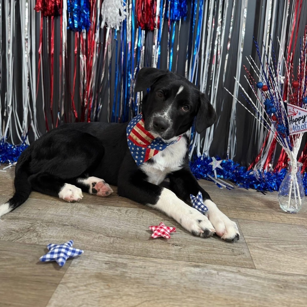 Milo, an adoptable Mixed Breed in Wadena, MN, 56482 | Photo Image 1