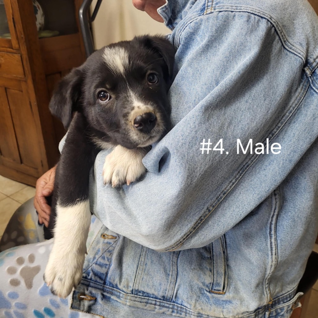 Milo