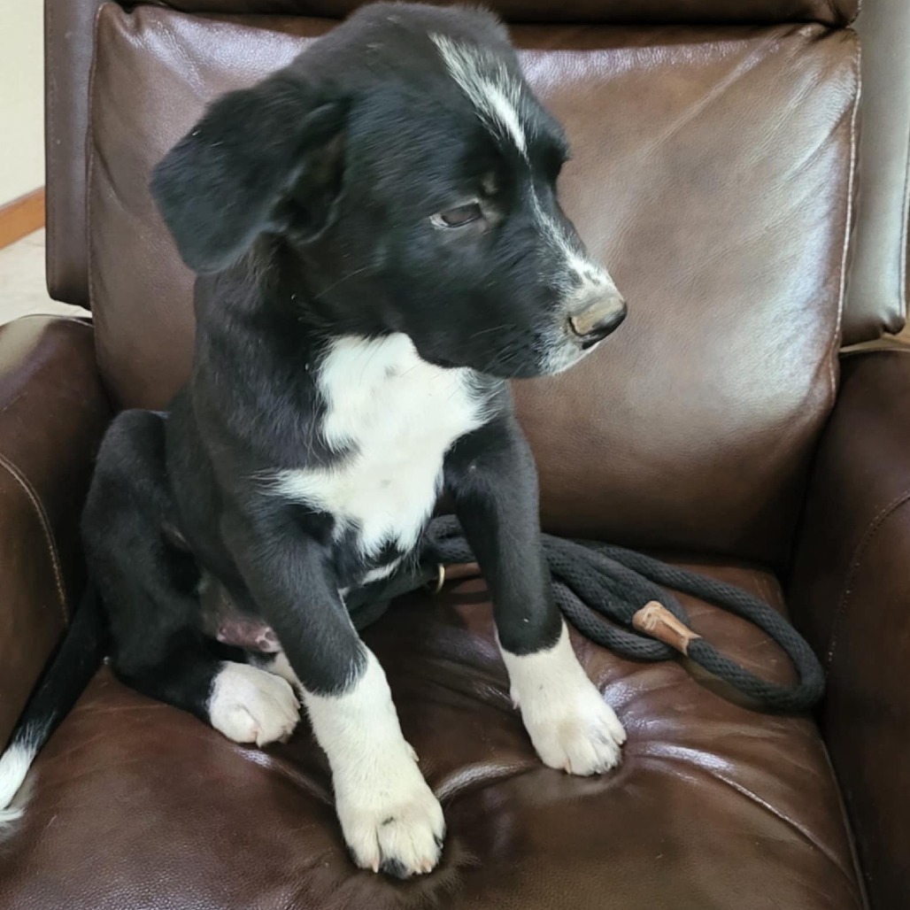 Milo