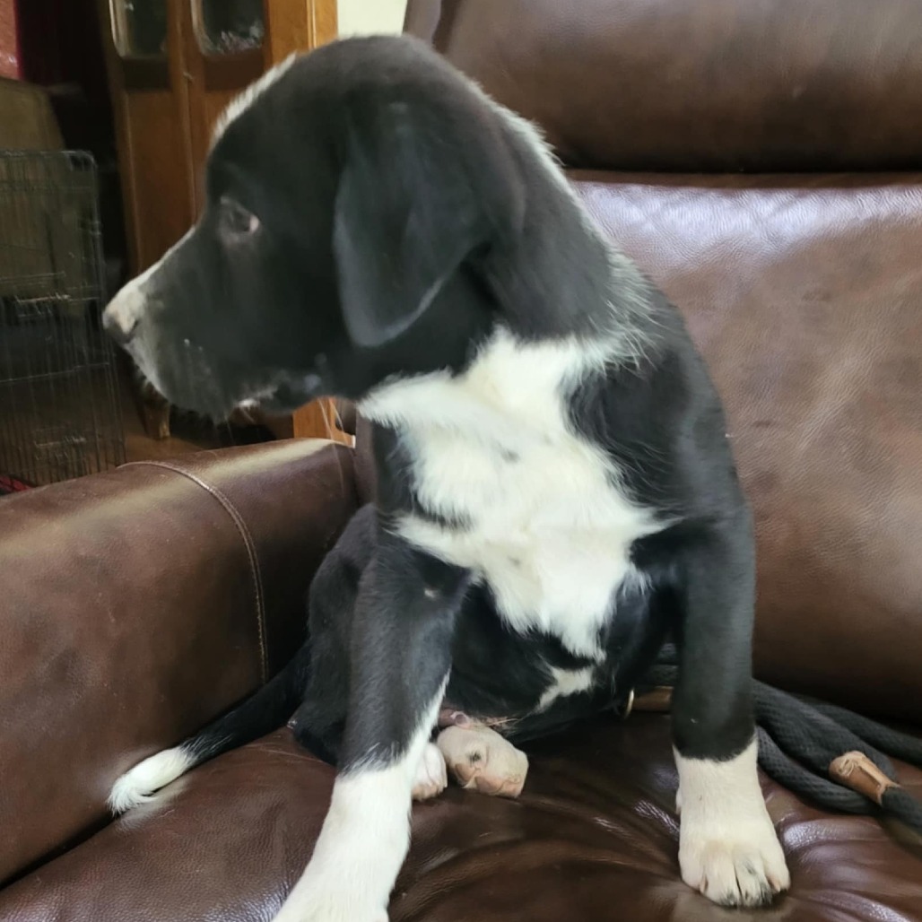 Milo, an adoptable Mixed Breed in Wadena, MN, 56482 | Photo Image 4