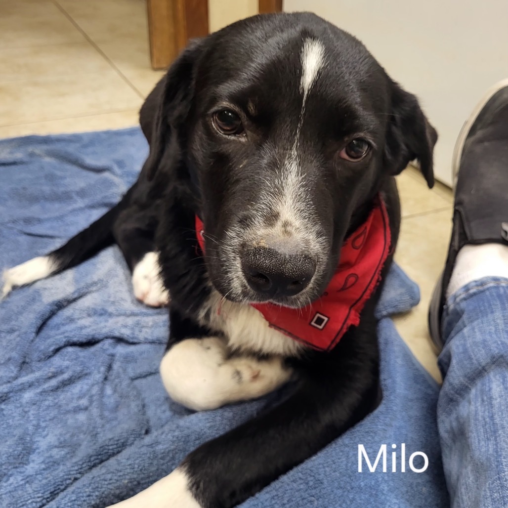Milo, an adoptable Mixed Breed in Wadena, MN, 56482 | Photo Image 6