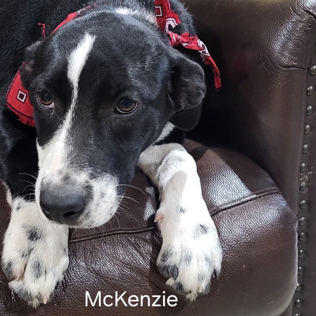McKenzie, an adoptable Mixed Breed in Wadena, MN, 56482 | Photo Image 1
