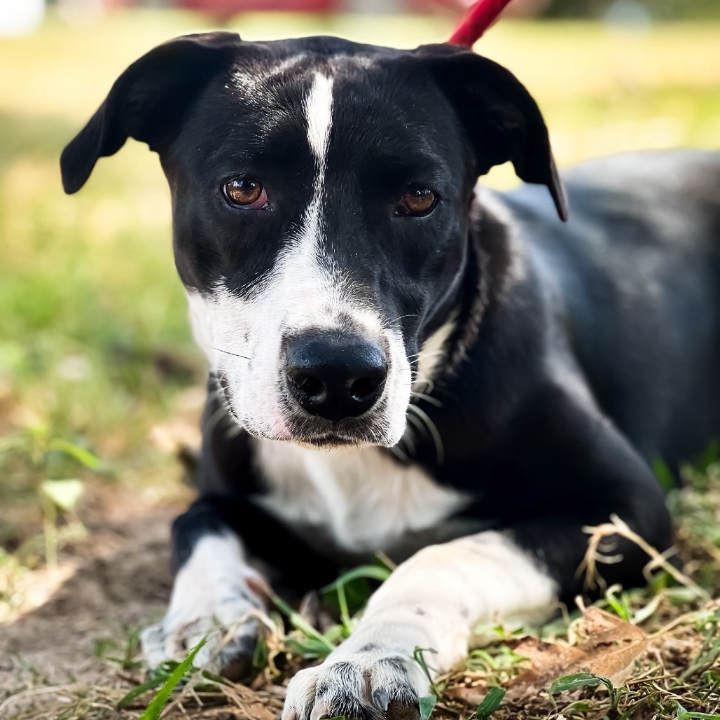 McKenzie, an adoptable Mixed Breed in Wadena, MN, 56482 | Photo Image 1