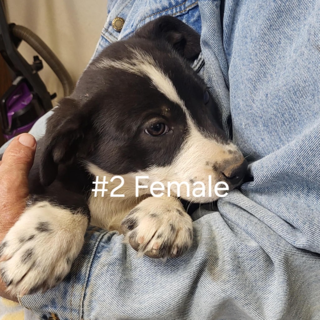 McKenzie, an adoptable Mixed Breed in Wadena, MN, 56482 | Photo Image 2