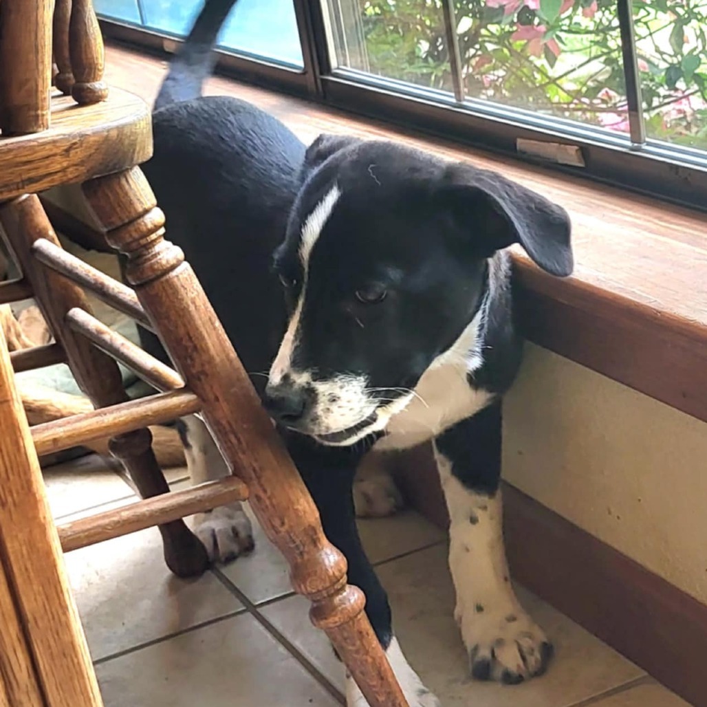 McKenzie, an adoptable Mixed Breed in Wadena, MN, 56482 | Photo Image 3