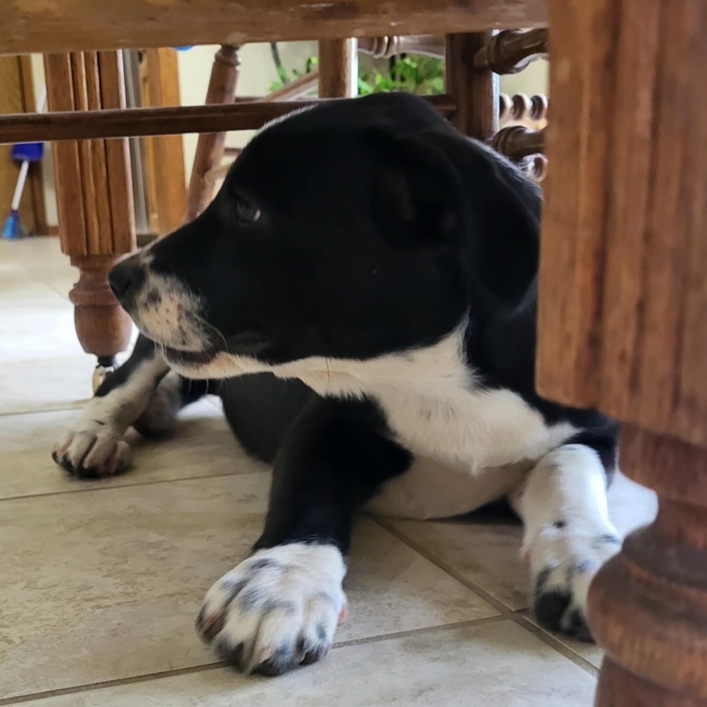 McKenzie, an adoptable Mixed Breed in Wadena, MN, 56482 | Photo Image 4