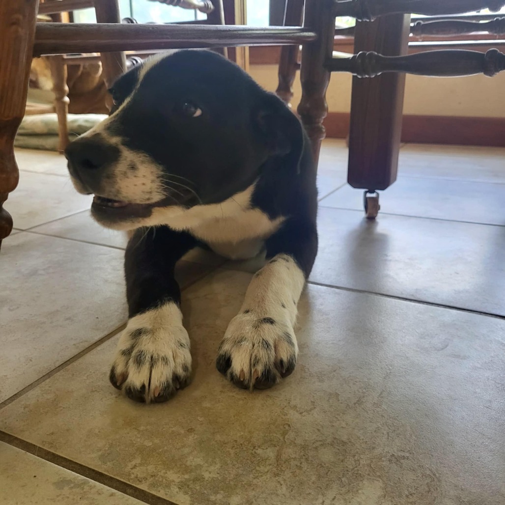 McKenzie, an adoptable Mixed Breed in Wadena, MN, 56482 | Photo Image 5