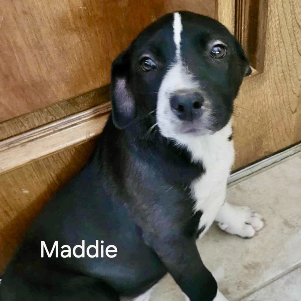 Maddie