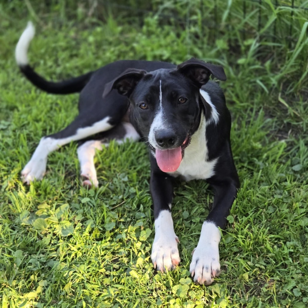 Maddie, an adoptable Mixed Breed in Wadena, MN, 56482 | Photo Image 1