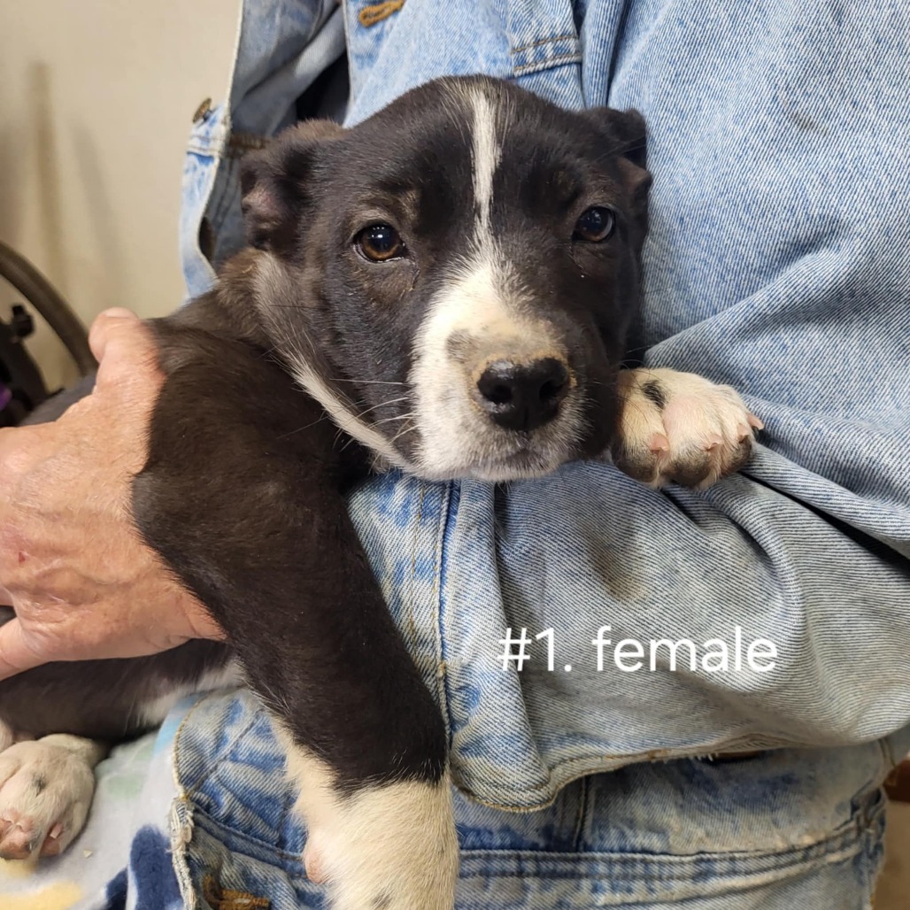 Maddie, an adoptable Mixed Breed in Wadena, MN, 56482 | Photo Image 2