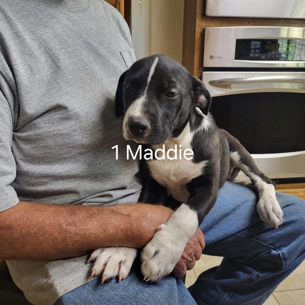 Maddie