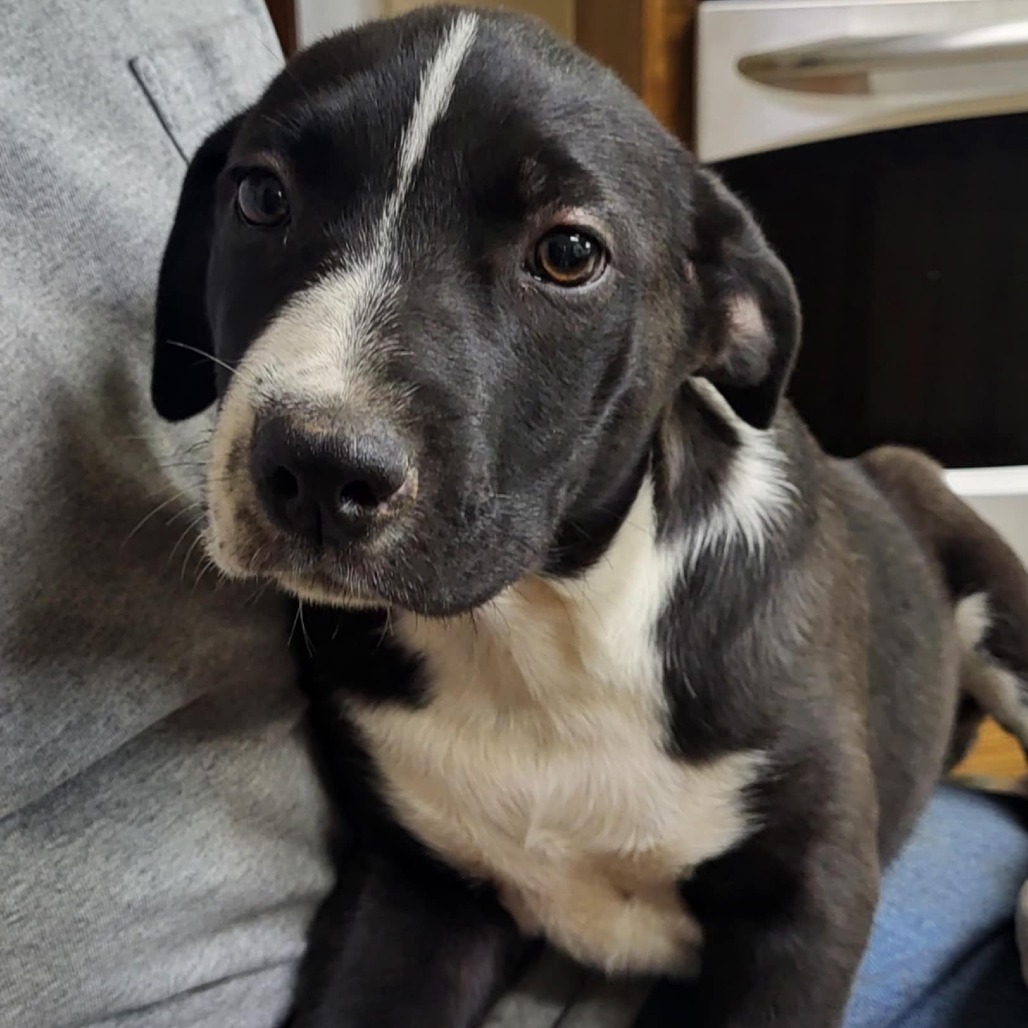 Maddie, an adoptable Mixed Breed in Wadena, MN, 56482 | Photo Image 4