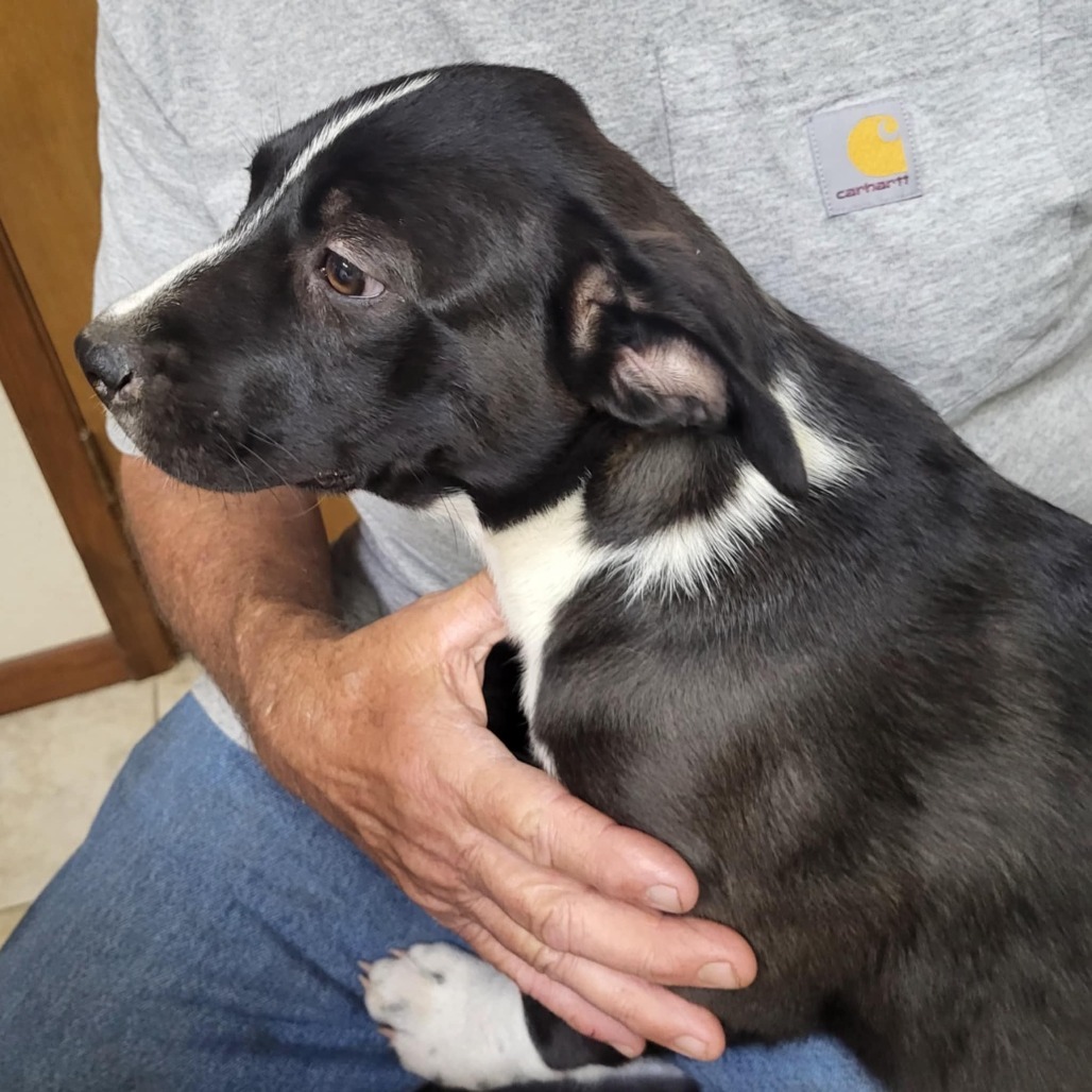 Maddie, an adoptable Mixed Breed in Wadena, MN, 56482 | Photo Image 5