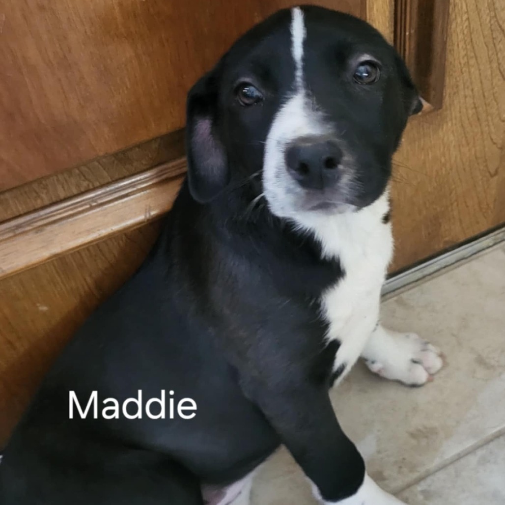Maddie
