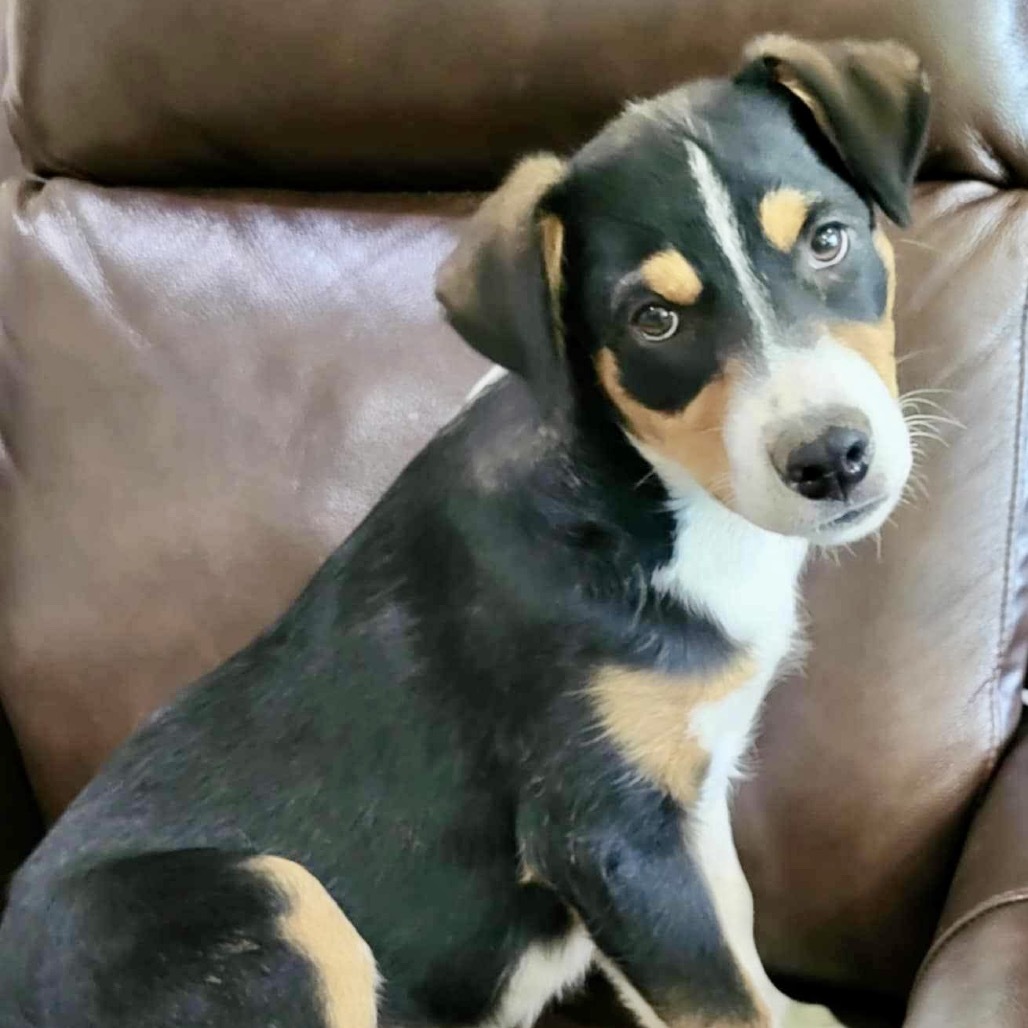 Micah, an adoptable Mixed Breed in Wadena, MN, 56482 | Photo Image 1