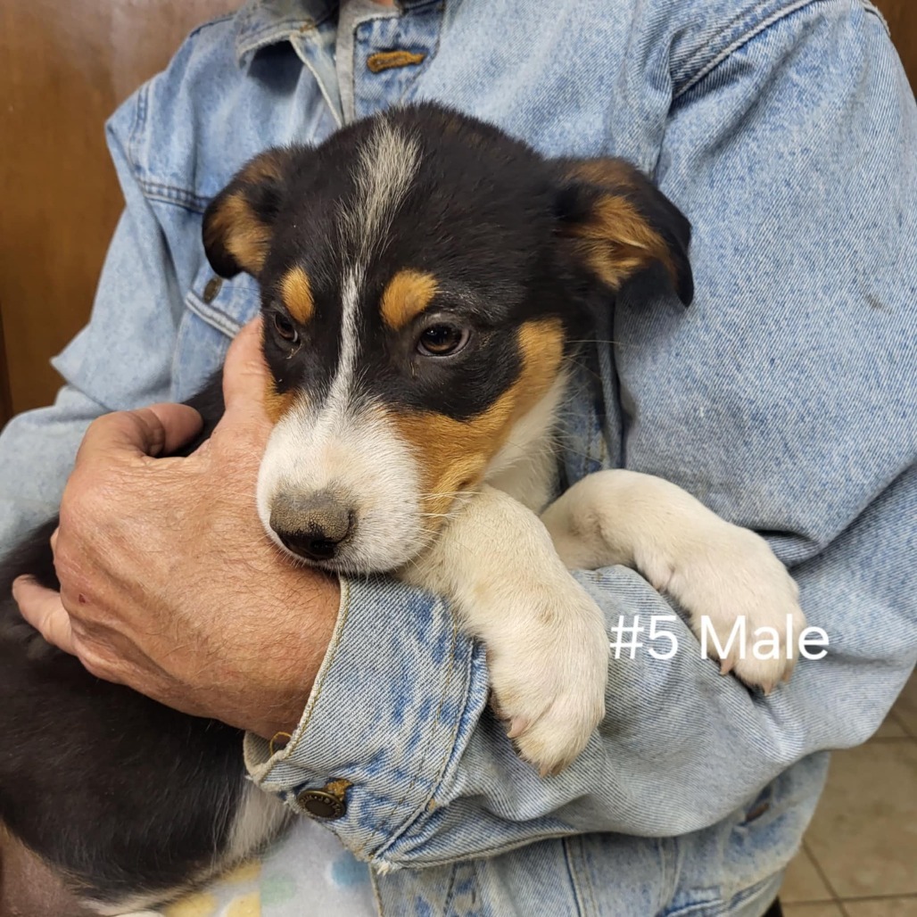 Micah, an adoptable Mixed Breed in Wadena, MN, 56482 | Photo Image 2