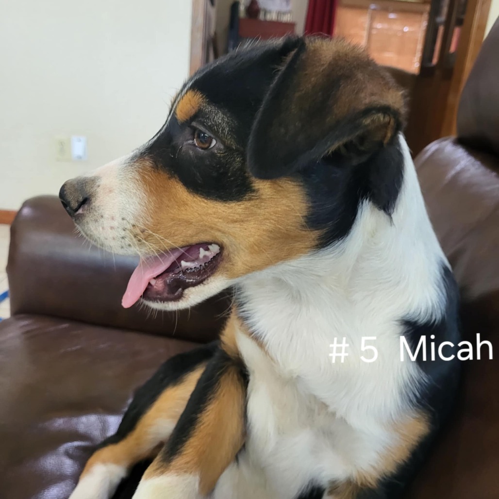 Micah, an adoptable Mixed Breed in Wadena, MN, 56482 | Photo Image 3