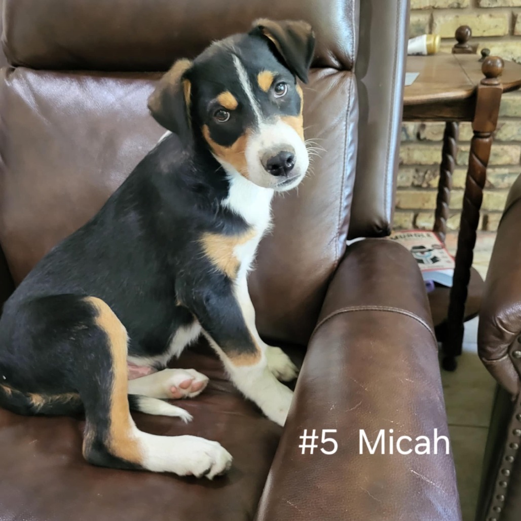 Micah