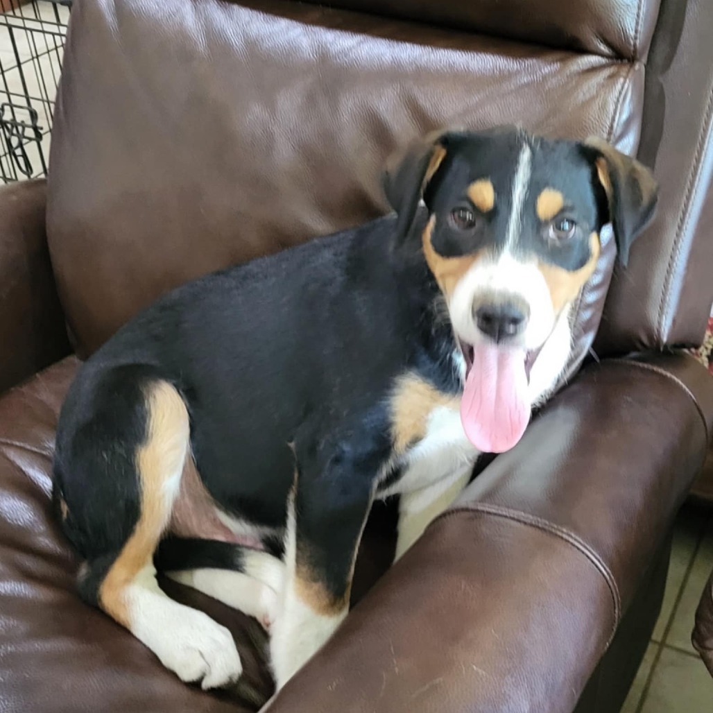 Micah, an adoptable Mixed Breed in Wadena, MN, 56482 | Photo Image 5