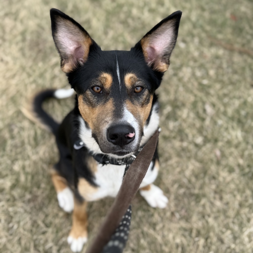 Kato