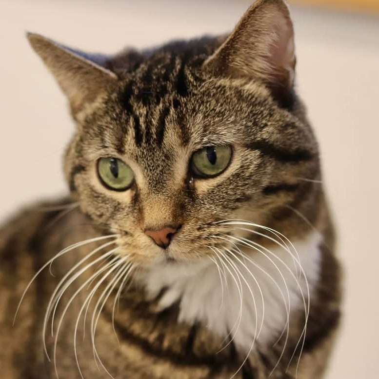 Zuzu