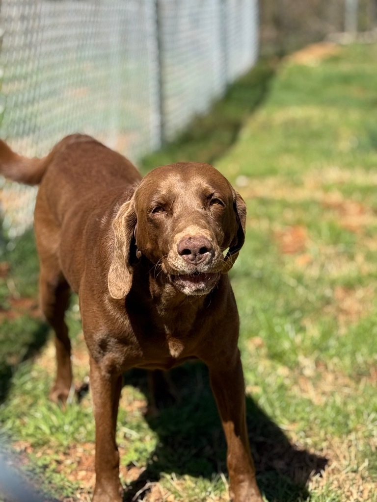 Remi (Remington)