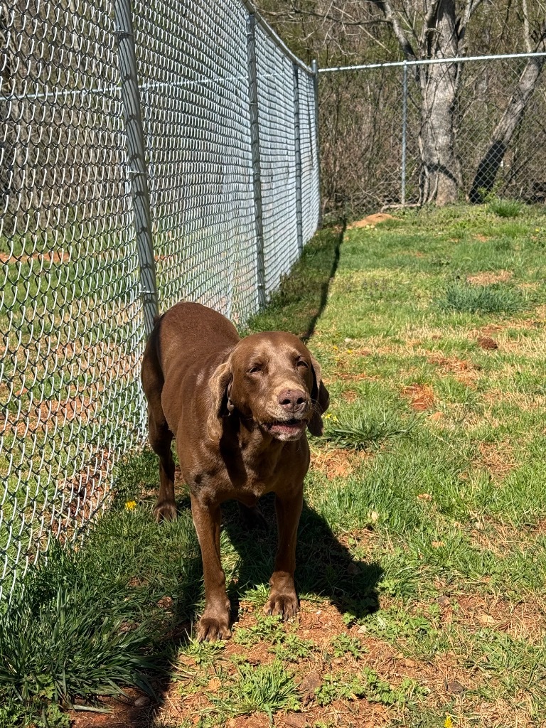 Remi (Remington)