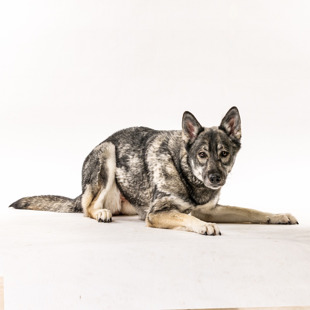 Nuka