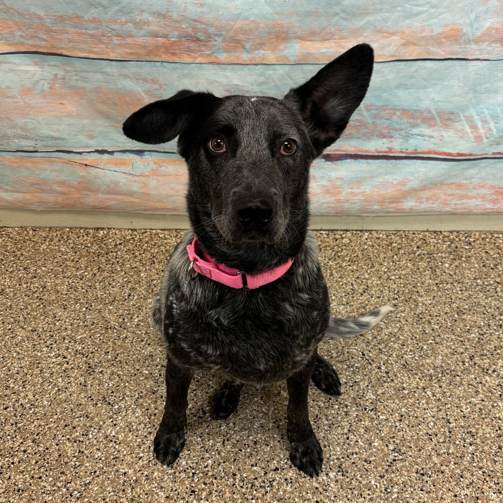 Blue, an adoptable Australian Cattle Dog / Blue Heeler in Cheyenne, WY, 82007 | Photo Image 1
