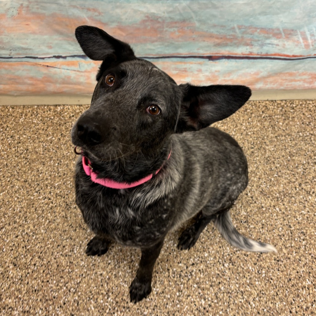 Blue, an adoptable Australian Cattle Dog / Blue Heeler in Cheyenne, WY, 82007 | Photo Image 3