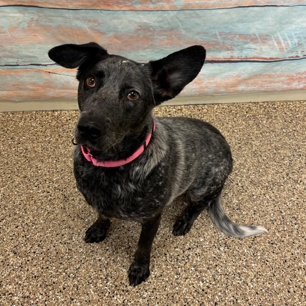 Blue, an adoptable Australian Cattle Dog / Blue Heeler in Cheyenne, WY, 82007 | Photo Image 4