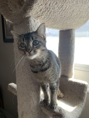 Cats for Adoption Near 63010, MO | Petfinder