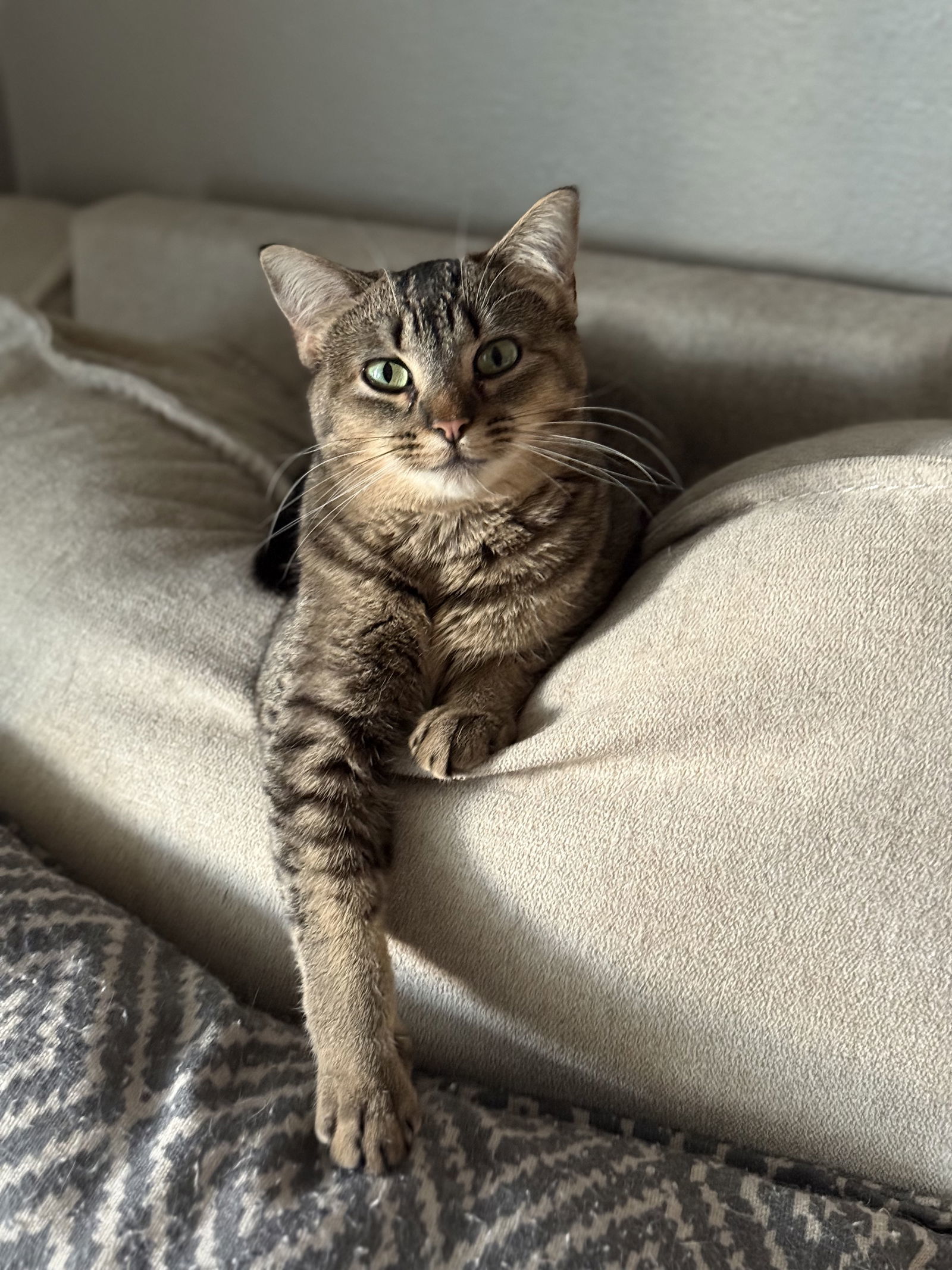 Annie, an adoptable Abyssinian, Tabby in Fenton, MO, 63026 | Photo Image 1