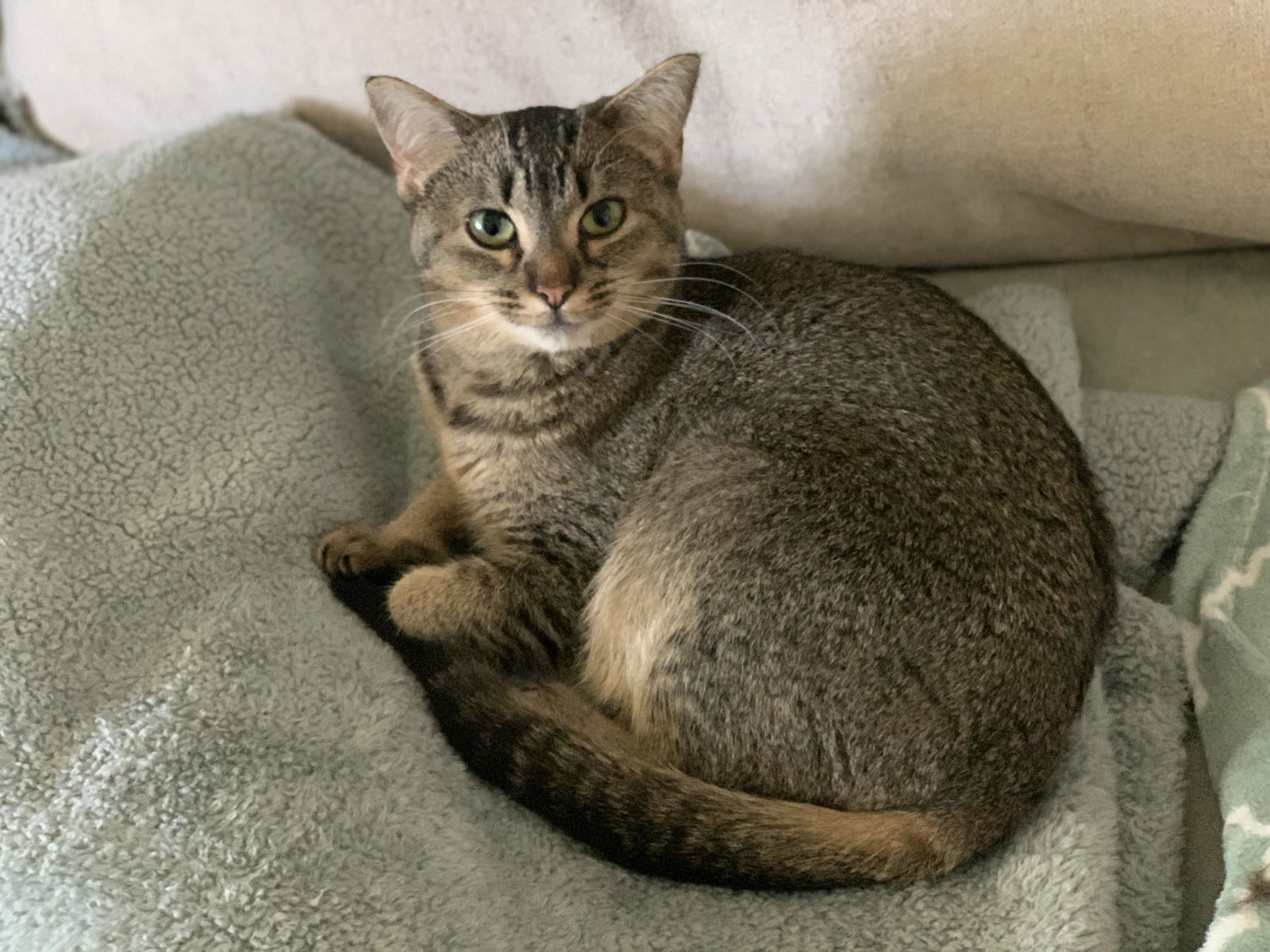 Annie, an adoptable Abyssinian, Tabby in Fenton, MO, 63026 | Photo Image 2