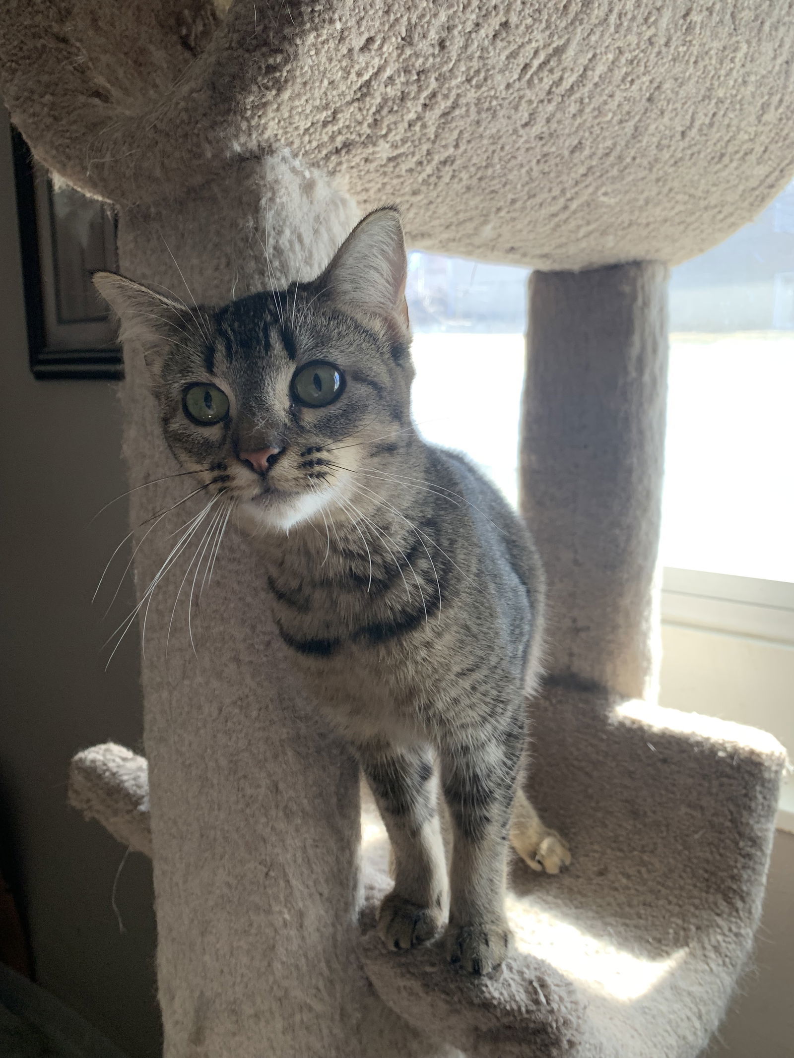 Annie, an adoptable Abyssinian, Tabby in Fenton, MO, 63026 | Photo Image 3