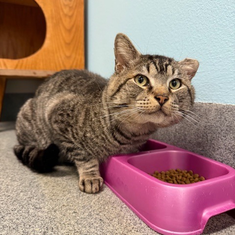 Big Floppa, an adoptable Domestic Short Hair in Fort Collins, CO, 80524 | Photo Image 2