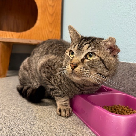Big Floppa, an adoptable Domestic Short Hair in Fort Collins, CO, 80524 | Photo Image 3