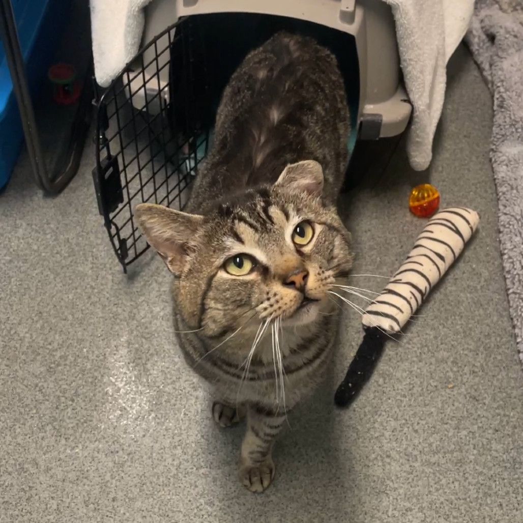 Big Floppa, an adoptable Domestic Short Hair in Fort Collins, CO, 80524 | Photo Image 4