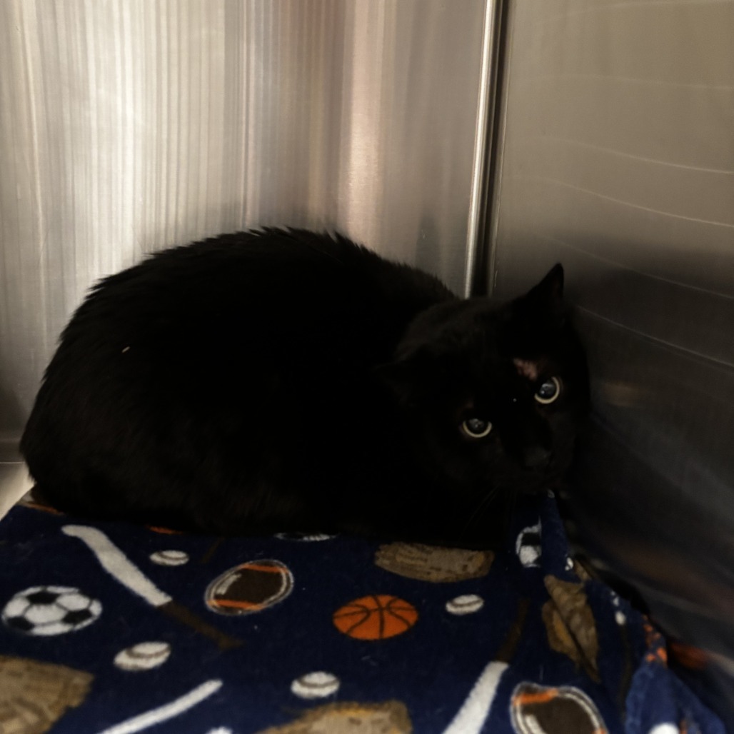 Cecil, an adoptable Domestic Short Hair in Cody, WY, 82414 | Photo Image 1