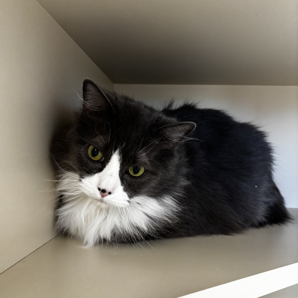 Cooper*, an adoptable Domestic Long Hair in Cody, WY, 82414 | Photo Image 1