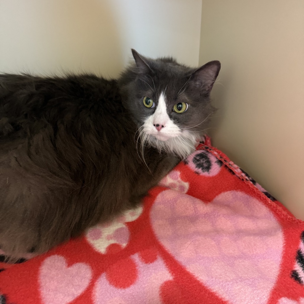 Cooper*, an adoptable Domestic Long Hair in Cody, WY, 82414 | Photo Image 2