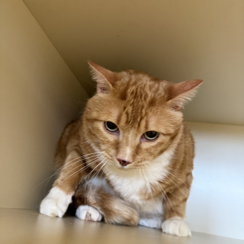 Sam*, an adoptable Domestic Medium Hair in Cody, WY, 82414 | Photo Image 1