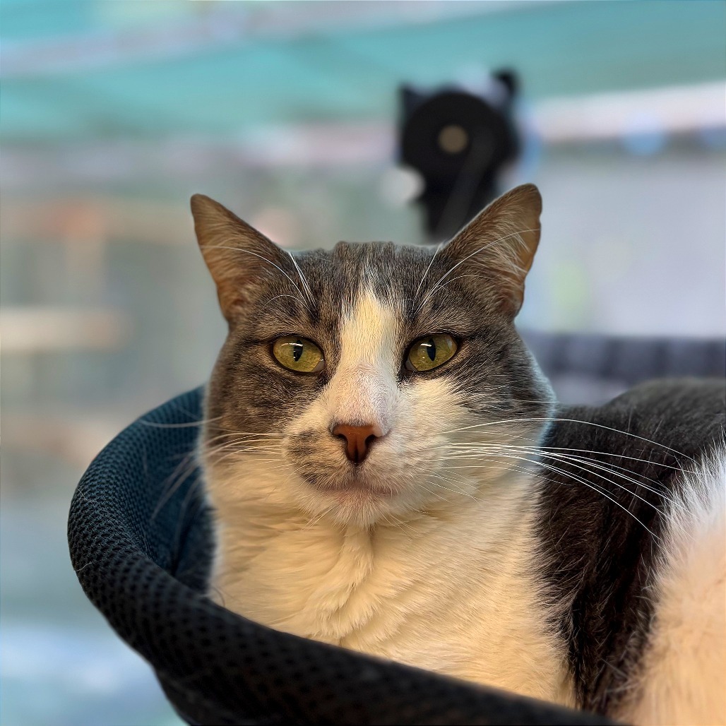 Feebas, an adoptable Domestic Short Hair in Fresno, CA, 93726 | Photo Image 1