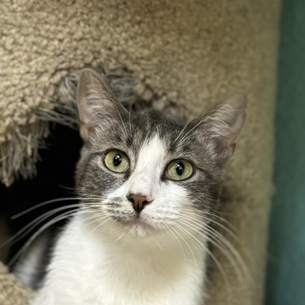 Feebas, an adoptable Domestic Short Hair in Fresno, CA, 93726 | Photo Image 2