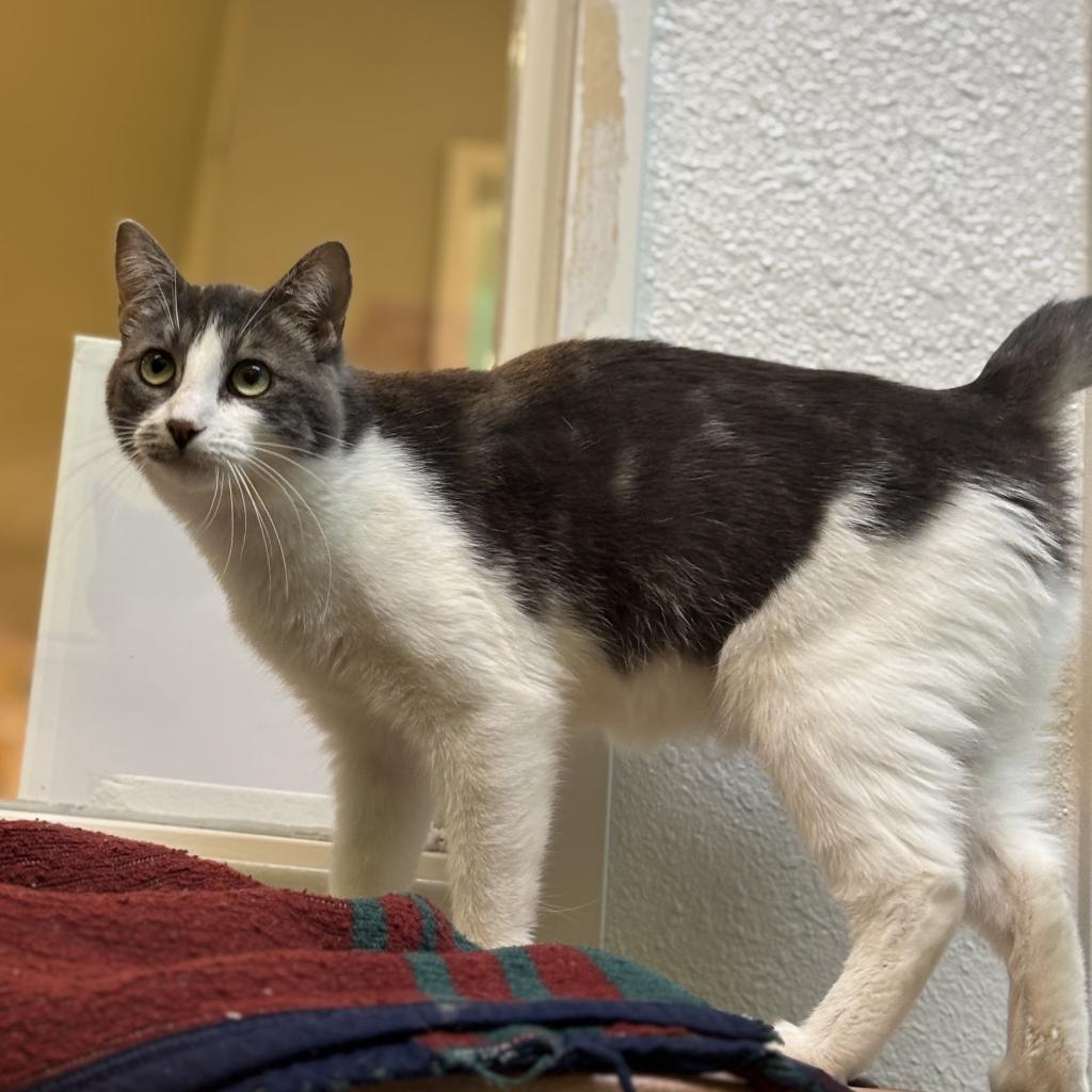 Feebas, an adoptable Domestic Short Hair in Fresno, CA, 93726 | Photo Image 3