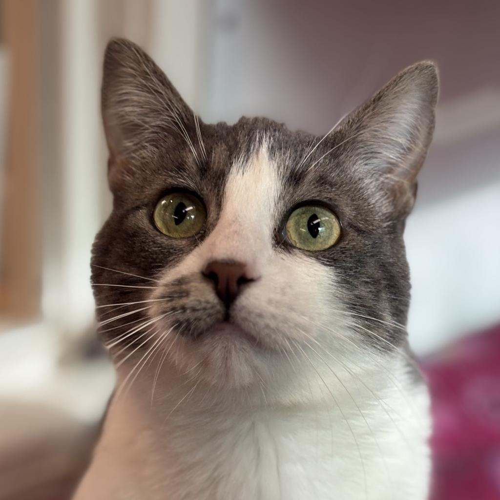 Feebas, an adoptable Domestic Short Hair in Fresno, CA, 93726 | Photo Image 4