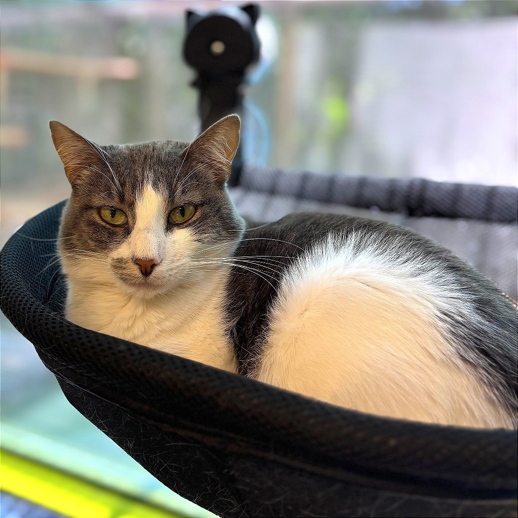 Feebas, an adoptable Domestic Short Hair in Fresno, CA, 93726 | Photo Image 5