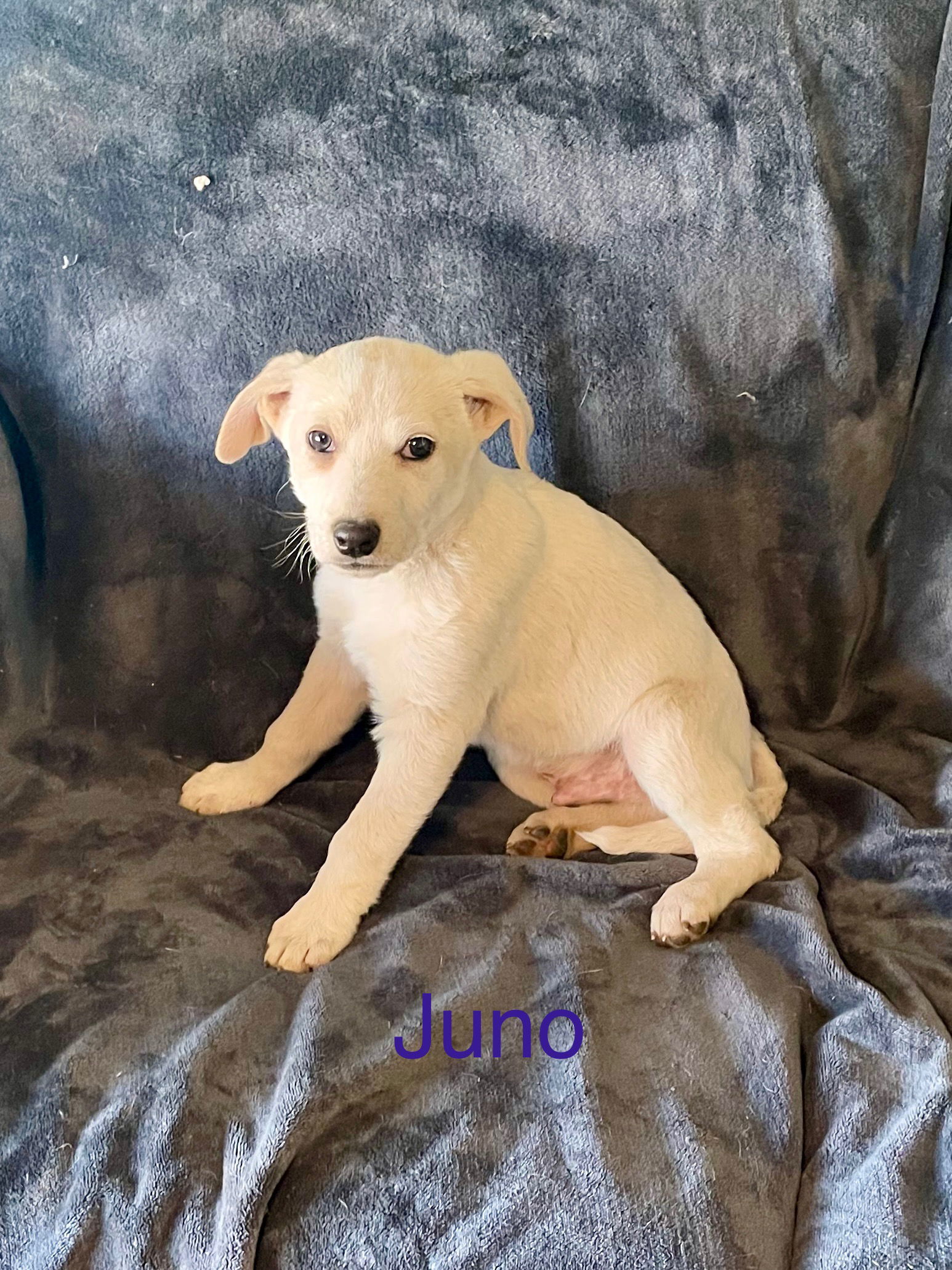 Juno