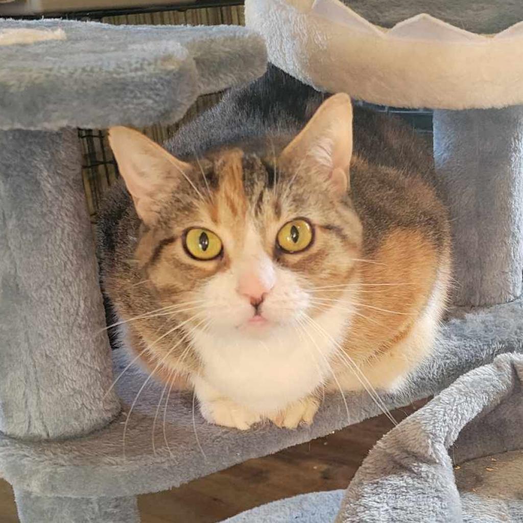 Kaycee, an adoptable Domestic Short Hair in Park Falls, WI, 54552 | Photo Image 1